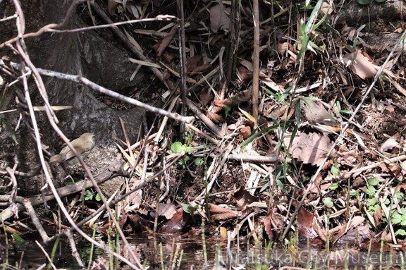 ウグイス、ジョウビタキ♀2022.03.25厚木（撮影　鈴木真由美）
