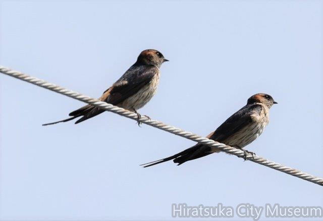 コシアカツバメ番2022.05.05平塚（撮影　鈴木真由美）.jpg