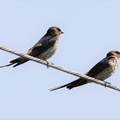 コシアカツバメ番2022.05.05平塚（撮影　鈴木真由美）