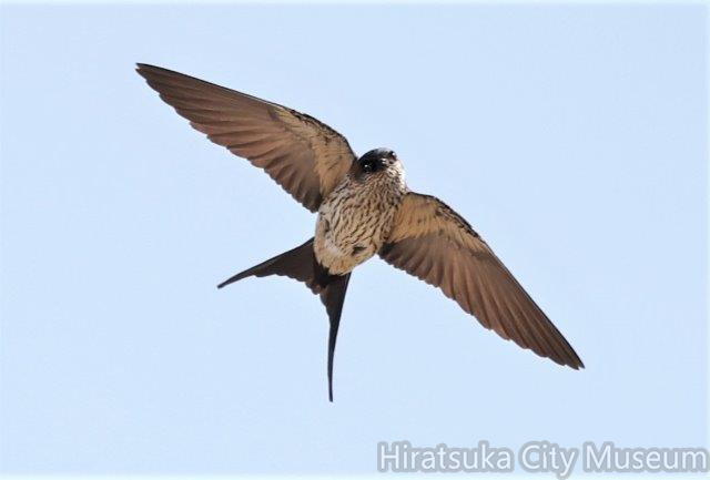 コシアカツバメ2022.05.05平塚（撮影　鈴木真由美）.jpg