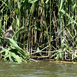 平塚と大磯の野鳥と5月の風景（撮影　岡根武彦）
