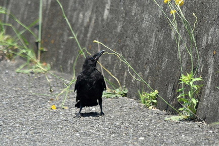 ハシボソガラス幼鳥2022.05.19平塚（撮影　岡根武彦）