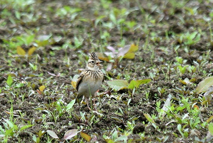 ヒバリ♂2022.05.01平塚（撮影　岡根武彦）