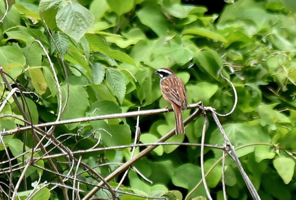 ホオジロ♂2022.05.08平塚（撮影　岡根武彦）