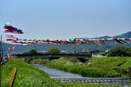 鈴川・鯉のぼり祭り2022.05.04平塚（撮影　岡根武彦）