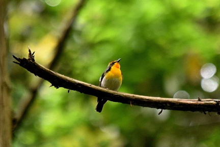 キビタキ♂2022.05.15平塚（撮影　岡根武彦）