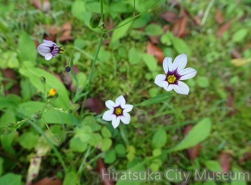 ニワゼキショウ2022.05.11平塚（撮影　松本富美江）.JPG