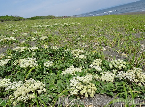 ハマボウフウ2022.05.17平塚（撮影　松本富美江）.JPG