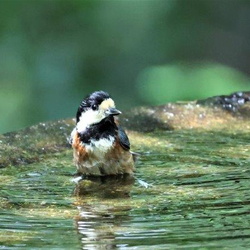 平塚と周辺の野鳥（撮影　鈴木真由美）