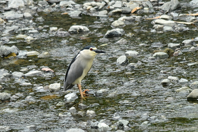 ゴイサギ2022.06.19平塚（撮影　岡根武彦）.jpg