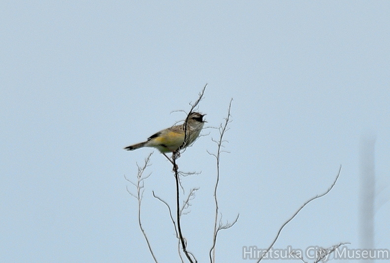 セッカ♂2_2022.06.19平塚（撮影　岡根武彦）.jpg