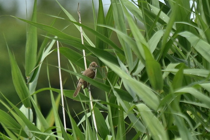 オオヨシキリ2022.06.19平塚（撮影　岡根武彦）