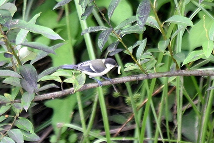 シジュウカラ幼鳥2022.06.27平塚（撮影　岡根武彦）