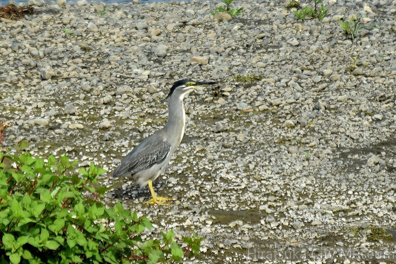 ササゴイ2022.06.27平塚（撮影　岡根武彦）.jpg