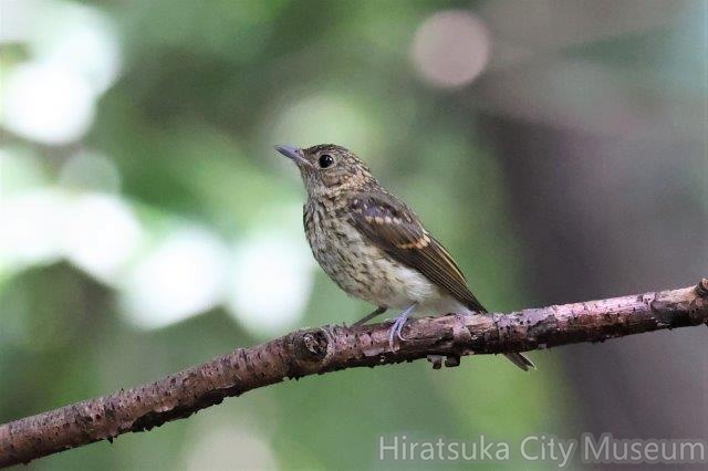 キビタキ幼鳥2022.07.11秦野（撮影　鈴木真由美）.jpg