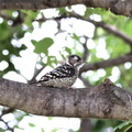 コゲラ幼鳥2022.06.20平塚（撮影　鈴木真由美）