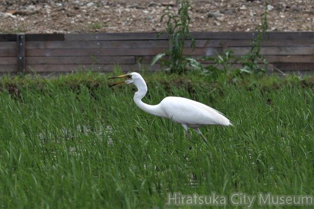 ダイサギ2022.06.20平塚（撮影　鈴木真由美）