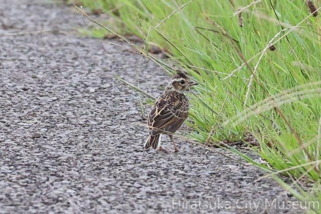 ヒバリ幼鳥2022.07.14平塚（撮影　鈴木真由美）