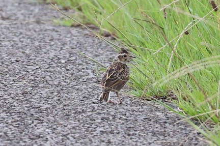 ヒバリ幼鳥2022.07.14平塚（撮影　鈴木真由美）