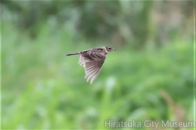 ヒバリ2022.07.14平塚（撮影　鈴木真由美）