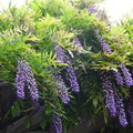 フジの花2022.07.13平塚（撮影　松本富美江）