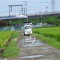 雨上がりの田んぼのダイサギ2022.08.18平塚（撮影　松本富美江）