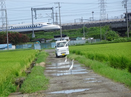 雨上がりの田んぼのダイサギ2022.08.18平塚（撮影　松本富美江）