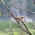 モズ♀2022.07.20平塚（撮影　鈴木真由美）
