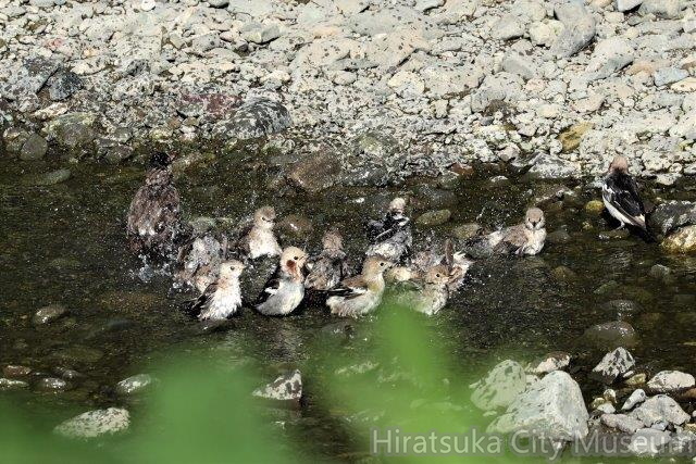 コムクドリ６_2022.07.30平塚（撮影　鈴木真由美）.jpg