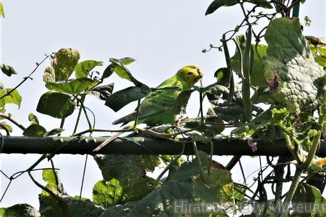 セキセイインコ２2022.07.21平塚（撮影　鈴木真由美）.jpg