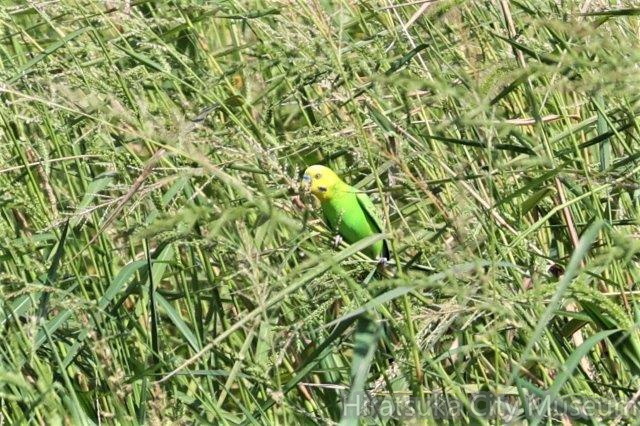 セキセイインコ2022.07.21平塚（撮影　鈴木真由美）.jpg