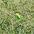 セキセイインコ2022.07.21平塚（撮影　鈴木真由美）