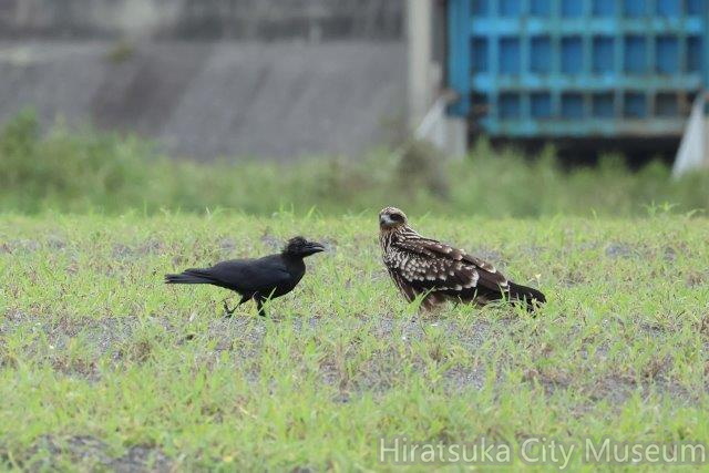 ハシブトガラ、トビ2022.08.22茅ヶ崎（撮影　鈴木真由美）.jpg
