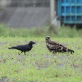 ハシブトガラ、トビ2022.08.22茅ヶ崎（撮影　鈴木真由美）