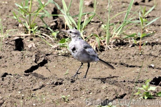 ハクセキレイ幼鳥2022.07.27平塚（撮影　鈴木真由美）.jpg