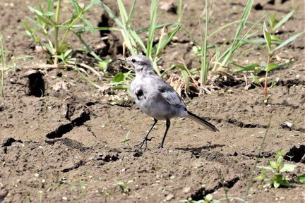 ハクセキレイ幼鳥2022.07.27平塚（撮影　鈴木真由美）