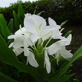 ミョウガの花2022.09.05平塚（撮影　松本富美江）