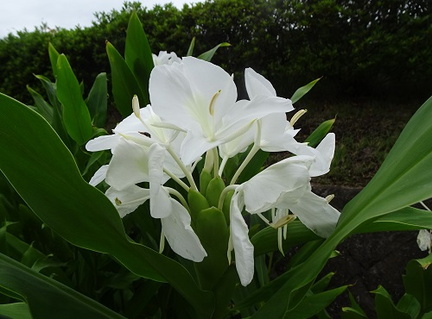 ミョウガの花2022.09.05平塚（撮影　松本富美江）