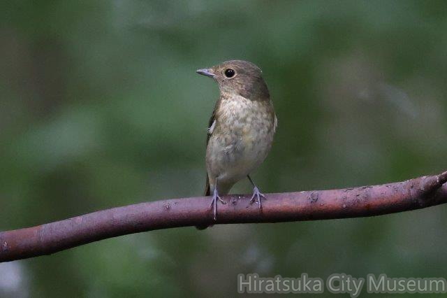 キビタキ♀2022.09.09秦野（撮影　鈴木真由美）.jpg