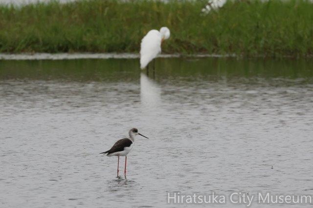 セイタカシギ、チュウサギ2022.09.02平塚（撮影　鈴木真由美）.jpg