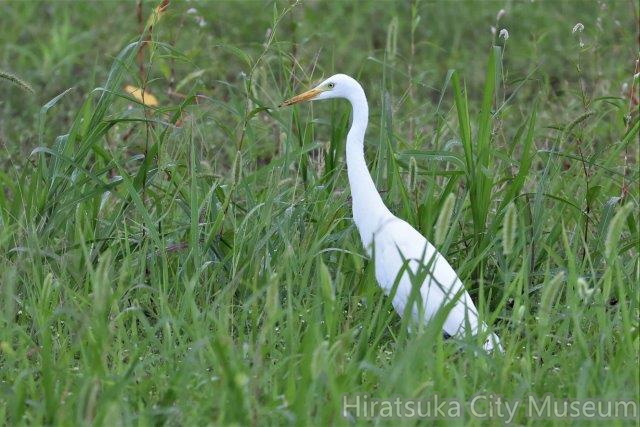チュウサギ2022.09.06平塚（撮影　鈴木真由美）.jpg