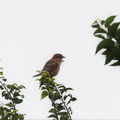 たか鳴きするモズ2022.09.15平塚（撮影　鈴木真由美）