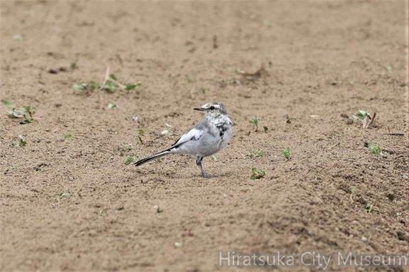 ハクセキレイ幼鳥2022.08.29平塚（撮影　鈴木真由美）