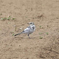 ハクセキレイ幼鳥2022.08.29平塚（撮影　鈴木真由美）
