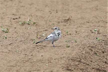 ハクセキレイ幼鳥2022.08.29平塚（撮影　鈴木真由美）