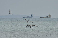 海で魚を狙うアオサギ2022.09.22平塚（撮影　岡根武彦）