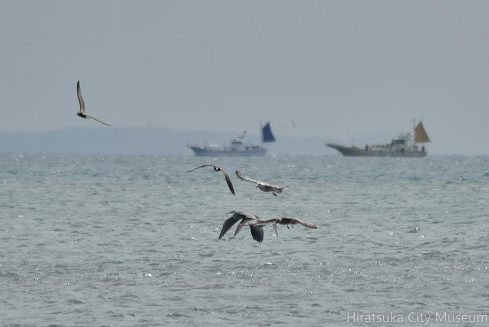 海で魚を狙うアオサギ2022.09.22平塚（撮影　岡根武彦）