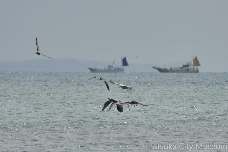 海で魚を狙うアオサギ2022.09.22平塚（撮影　岡根武彦）.jpg