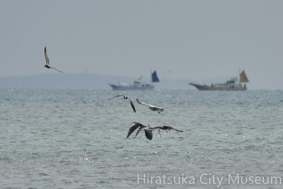 海で魚を狙うアオサギ2022.09.22平塚（撮影　岡根武彦）