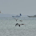 海で魚を狙うアオサギ2022.09.22平塚（撮影　岡根武彦）